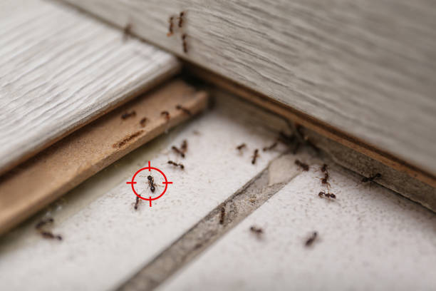 Best Best Pest Control Companies  in Saratoga, WY