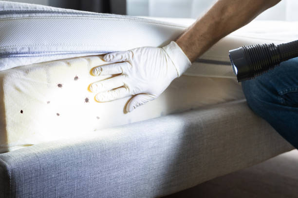 Best Residential Pest Control  in Saratoga, WY