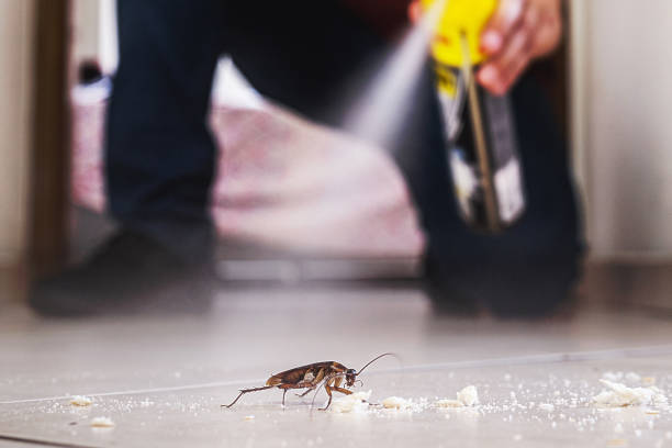 Best Rat Extermination Near Me  in Saratoga, WY